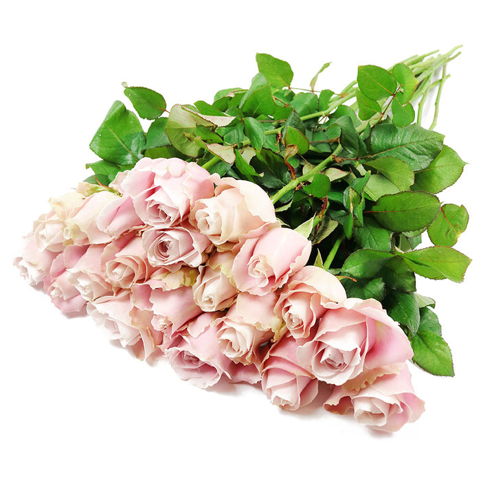 A bountiful cluster of roughly two dozen long-stemmed pink roses is artfully arranged on a flawless white background, captured from above so that every bloom can be admired in detail. The roses are gathered densely at the lower left of the image, forming a lush cushion of petals, while the stems sweep diagonally up and to the right in a natural arc, echoing the gentle curve of the Thames as it passes through Nine Elms. Each blossom displays a spectrum of pastel pinks, from the palest blush at the outer edges to slightly deeper, dusty-rose tones nestled in the spiralled hearts of the flowers. The occasional hint of very soft lavender within the inner folds adds a subtle coolness to the palette, without ever overpowering the overall warm, tender impression. The petals appear velvety and thick, catching the light with a soft satin sheen; in the more open roses you can almost trace the path from the outermost petal layer to the tightly curled center. Surrounding and supporting this mass of blooms is a framework of sturdy green stems, lined with abundant, glossy leaves in rich shades of deep green. The foliage frames the roses beautifully, grounding their delicacy with something strong and steady, like the quiet support of a close-knit community around New Covent Garden Market. The white background isolates the bouquet completely, heightening the sense of calm, reverence, and focus on the flowers themselves. Bright but gentle lighting enhances every texture and curve, suggesting freshly cut stems and a bouquet prepared with care for a sympathy tribute, funeral service, or to offer heartfelt condolences in a home or chapel in and around Nine Elms.