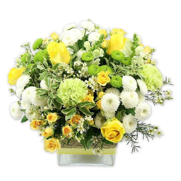 In this image, a generously full, dome-shaped bouquet sits in a low, clear rectangular glass vase, the entire arrangement glowing with sunny yellows, crisp whites, and lively greens that echo the fresh, modern energy of Nine Elms. Velvety yellow roses, some fully open to reveal their spiralled hearts and others still half in bud, anchor the composition with classic elegance. Around them, smaller yellow spray roses cluster in little groups, their multiple petite blooms adding a soft, almost whimsical texture. Dense, spherical white pompom chrysanthemums provide a clean, structured contrast, their tightly packed petals forming perfect rounded cushions between the roses. Bright lime green button chrysanthemums peek through like tiny garden orbs, while larger, frillier pale green flowers-resembling ruffled carnations or green chrysanthemum varieties-add a gentle, cloud-like volume that softens the overall outline. The bouquet is richly framed by a tapestry of foliage: feathery greens, broader leaves with creamy, variegated edges, and darker sprigs that create depth and a natural, just-picked feel. Scattered among the larger shapes are delicate white filler blossoms, possibly waxflower or gypsophila, which weave fine points of light throughout the design. The clear vase, wide and low, supports the abundant blooms and is wrapped at its centre with a natural, textured material like woven raffia or jute, giving a subtle rustic note. Just above this, a pale yellow satin ribbon is tied neatly, echoing the roses and lending a soft, refined finish. Photographed against a stark white backdrop, the colours and intricate textures stand out vividly, suggesting warmth, joy, and fresh beginnings-perfect for a celebratory dinner in a riverside flat, a housewarming along Nine Elms Lane, or a thoughtful gift delivered locally to brighten someone's day.